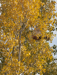 Hawk in Fall Cottonwood 4957